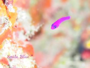 紫色の小さな魚・ニセクレナイスズメダイ