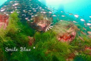 緑の絨毯のように見える海藻の上を魚が颯爽と泳ぐ