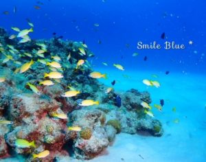 珊瑚の根に住む黄色の魚・ヨスジフエダイ