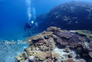 美しい万座の珊瑚礁を愛でながらのダイビング