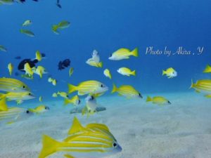 水納島ブルーの海に黄色のヨスジフエダイ✨