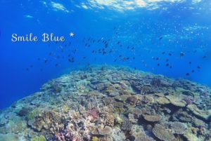 瀬底島の海の珊瑚礁の密度と美しさ✨