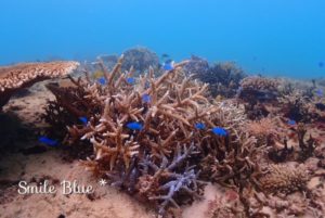 枝珊瑚と青いお魚たち