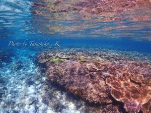 Kさん撮影の水納島の素敵な珊瑚の写真