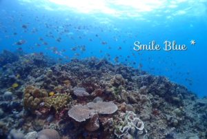 万座の海を彩る綺麗なサンゴ礁とたくさんの魚たち