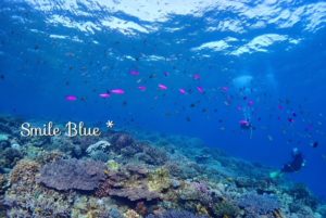 カラフルな珊瑚に青紫色がとっても綺麗なハナダイ♬