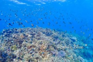 美しい万座のサンゴ礁と魚たちの群れ