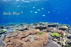 美しい珊瑚礁が広がる水納島の浅場