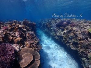 Kさん撮影の水納島の美しい珊瑚