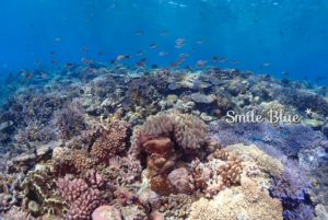 水納島の浅場の珊瑚は反則級に美しい