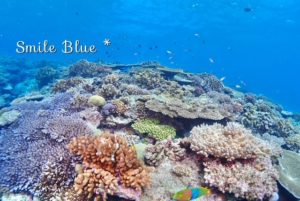 水納島の浅瀬の珊瑚礁